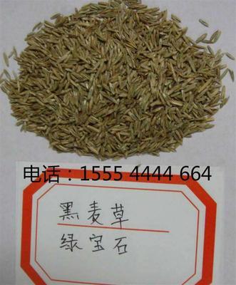 【池州墨西哥玉米种子价格】价格,厂家,农作物种子、种苗-搜了网